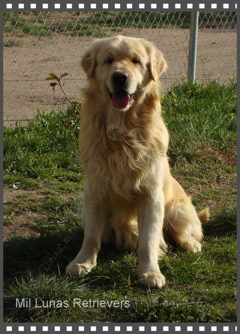 MIL LUNAS: Cachorros de Golden y Labrador en