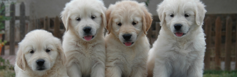 MIL LUNAS: Cachorros de Golden y Labrador en